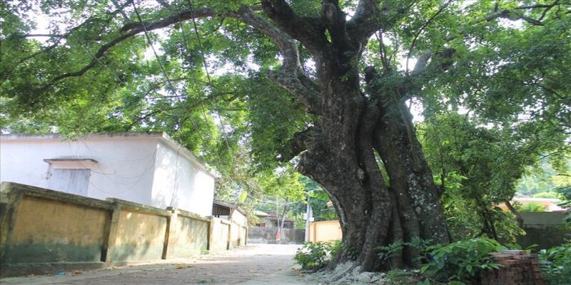 Các điềm báo liên quan đến việc nằm mơ thấy cây thị