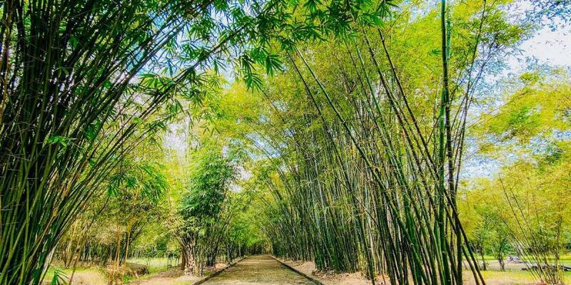 Các giấc mơ thấy lũy tre thường gặp