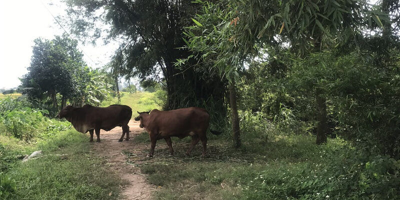 Cần lưu ý điều gì khi chiêm bao thấy lũy tre