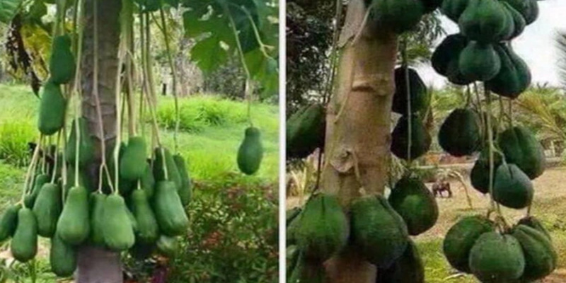 Chiêm bao thấy cây đu đủ ra hoa thể hiện điều gì