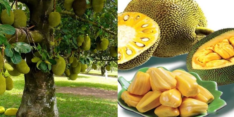 chiêm bao thấy cây mít