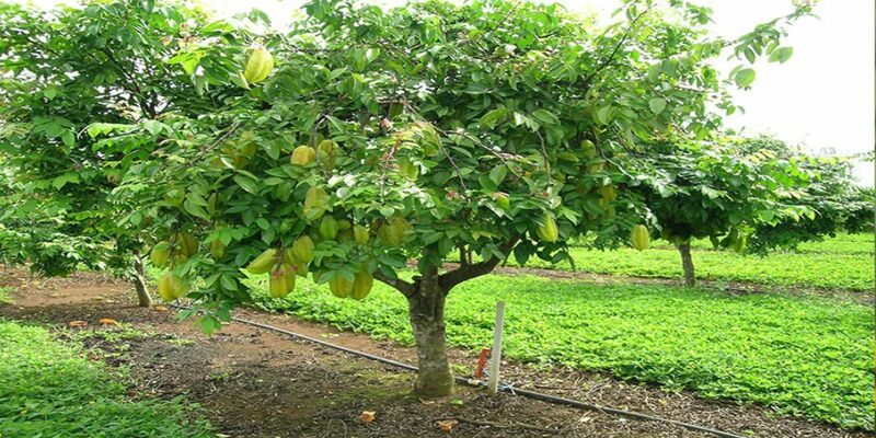 Khi mộng thấy cây khế cần phải làm gì