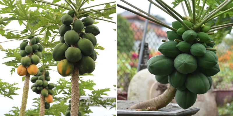 Lý giải giấc mơ thấy đu đủ