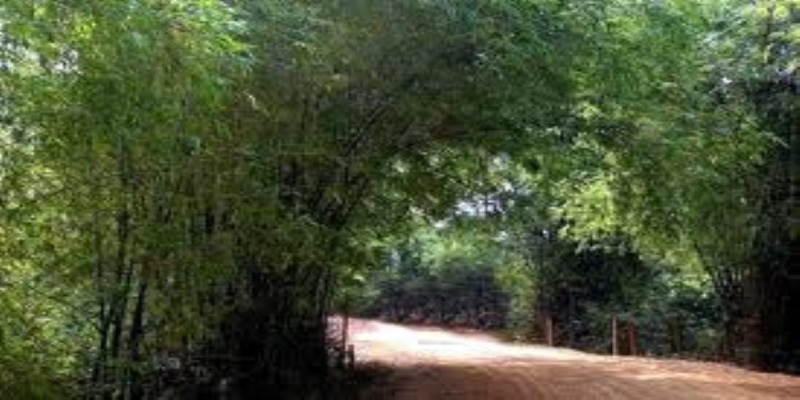 Mơ thấy lũy tre làng