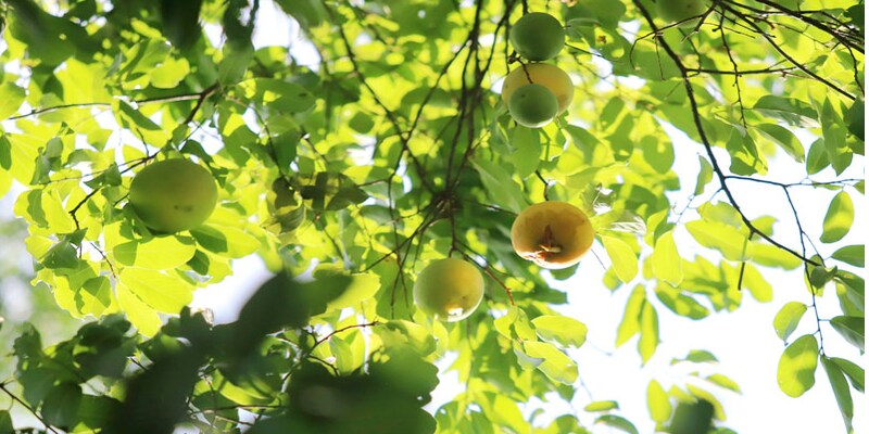 Mơ thấy cây thị muốn nói lên điều gì