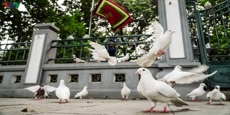 Mơ thấy đàn chim bồ câu có ý nghĩa gì