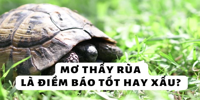 Mơ thấy rùa đen có ý nghĩa gì?