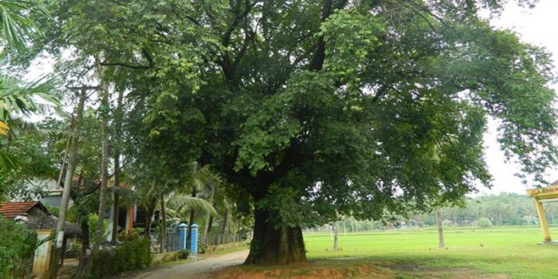 Nằm mơ thấy cây thị