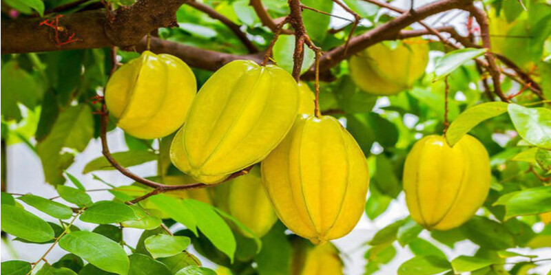 Những giấc chiêm bao thấy cây khế thường gặp
