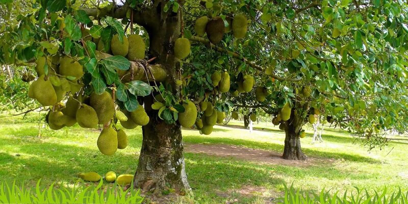 Tổng hợp những giấc mơ thấy cây mít thường gặp