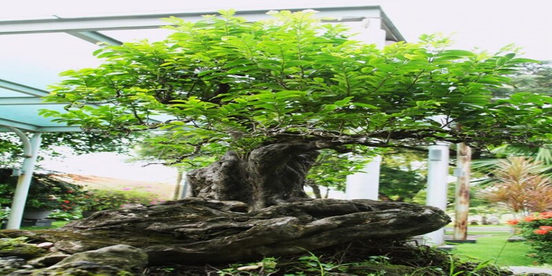 Ý nghĩa của cây thị