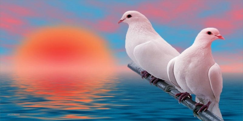 Ý nghĩa giấc chiêm bao thấy chim bồ câu