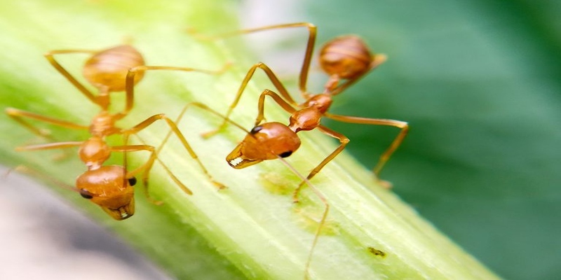 Ý nghĩa một vài giấc mơ thấy kiến khác
