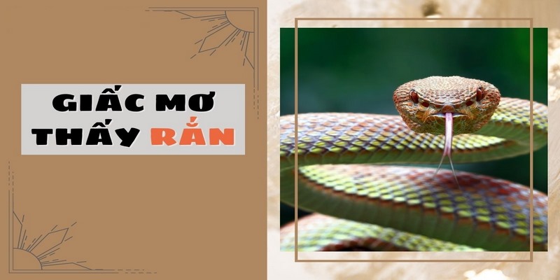 Chiêm Bao Thấy Rắn - Giải Mã Chi Tiết Giấc Mơ Về Rắn