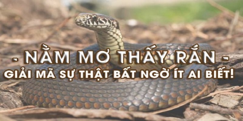Rắn được hiểu như thế nào theo quan điểm phong thủy?