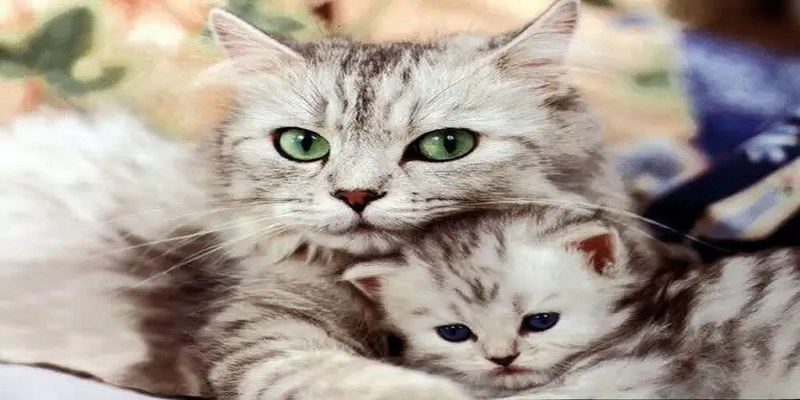Mơ Thấy Mèo - Giải Mã Giấc Mơ Trong Nhiều Trường Hợp