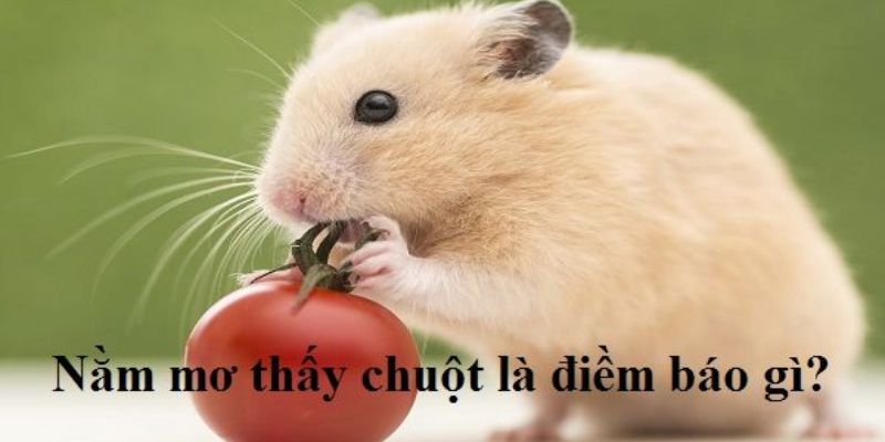 Mơ thấy chuột là gì?