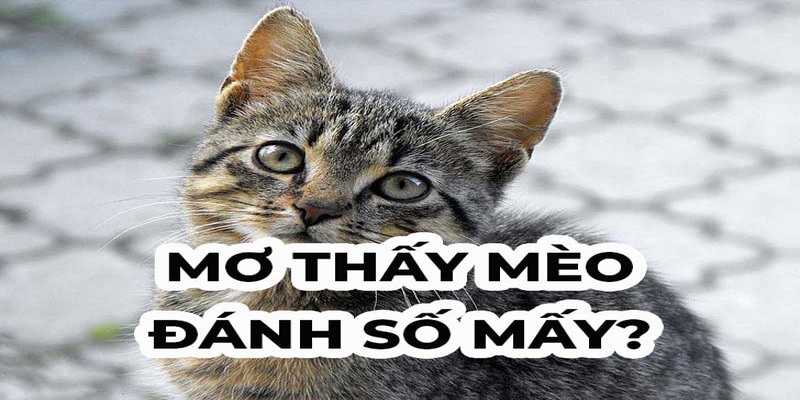Mơ thấy mèo đánh con gì mau thắng đậm?