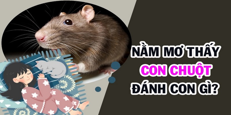 Mơ thấy chuột đánh con gì mau trở thành triệu phú?