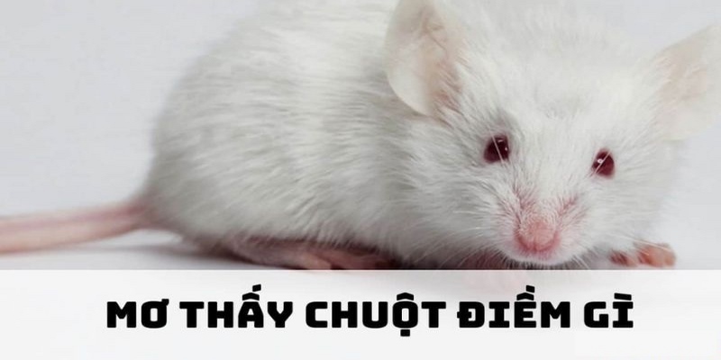 Mơ Thấy Chuột - Giải Mã Giấc Mơ Cho Người Mới Vào Nghề 2025