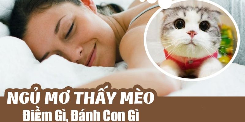 Giải mã giấc mơ thấy mèo cho người mới