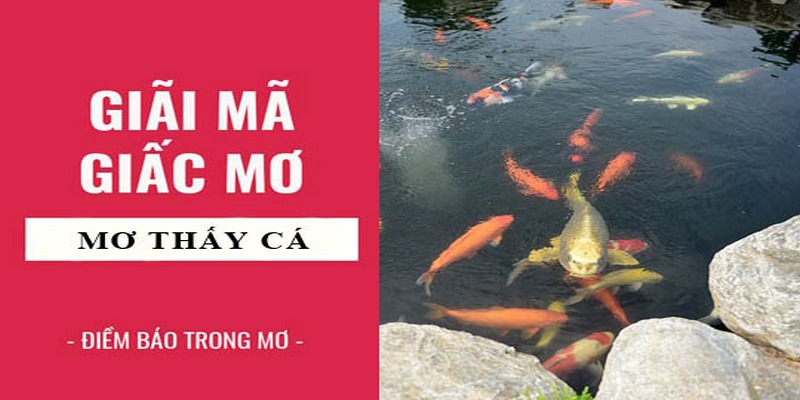 Giải mã giấc mơ thấy cá cho người mới vào nghề