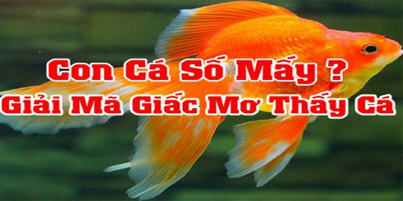 Mơ thấy cá đánh con gì để mau trở thành triệu phú?