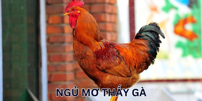 Mơ thấy gà là điềm may hay rủi?