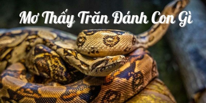 Ý nghĩa chi tiết giấc mơ thấy trăn và con số may mắn kèm theo
