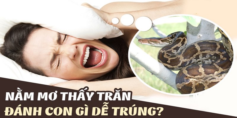 Chiêm bao thấy trăn màu vàng hoặc trắng