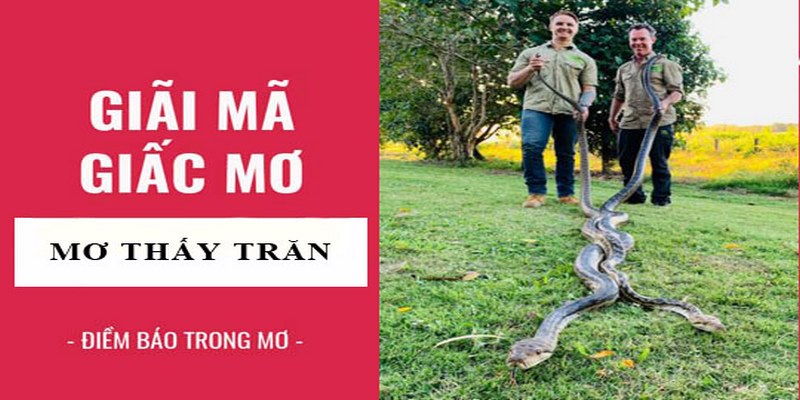 Mơ thấy trăn là điềm tốt hay xấu?