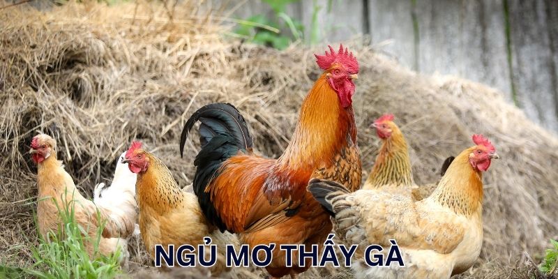 Chiêm bao thấy hình ảnh gà đá nhau