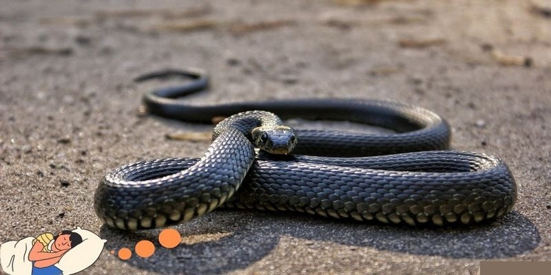 Giải mã ý nghĩa giấc mơ thấy rắn khi ngủ