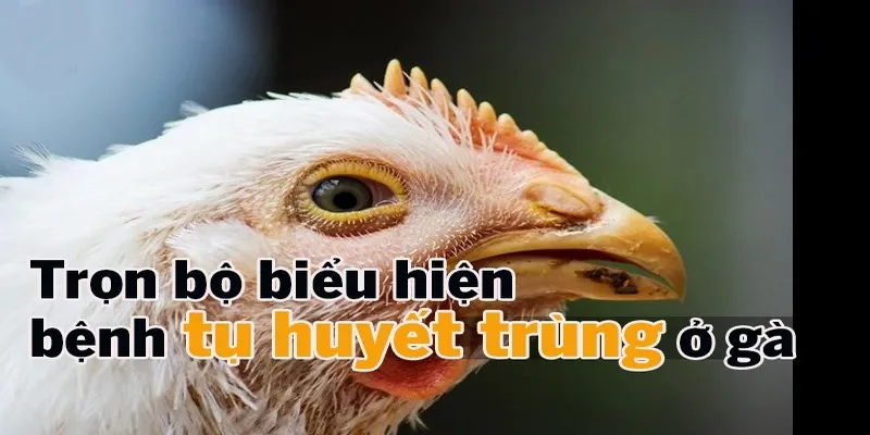 Dấu hiệu nhận biết gà bị bệnh huyết trùng