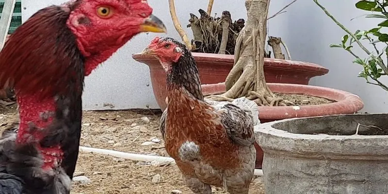 Mách Bạn 3 Cách Chữa Bệnh Huyết Trùng Gà Hiệu Quả