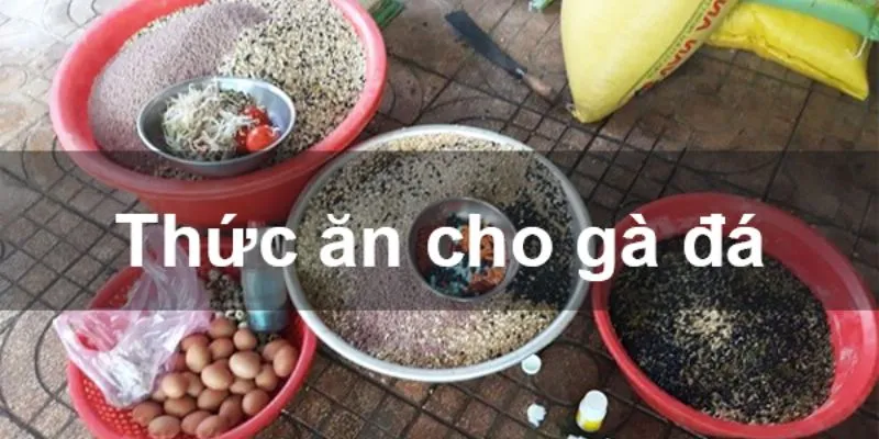 Bật Mí Các Loại Thức Ăn Cho Gà Đá Mau Chóng Tăng Trưởng