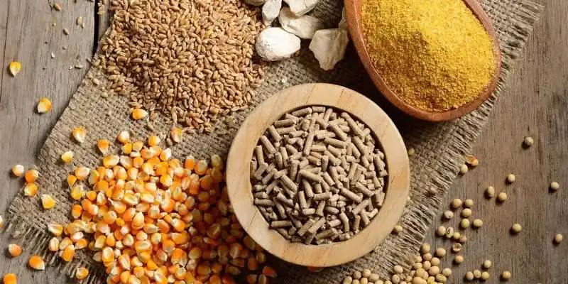 Tổng hợp các loại thức ăn cho gà đá