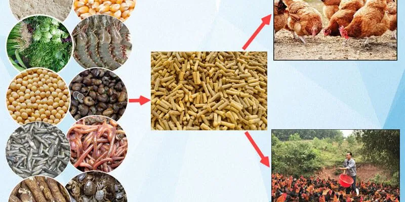 Một số loại thuốc nuôi gà chắc khỏe