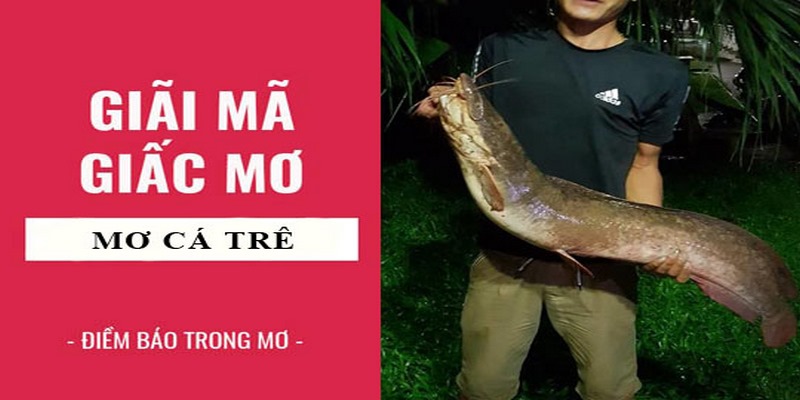 Ý nghĩa giấc mộng thấy cá trê