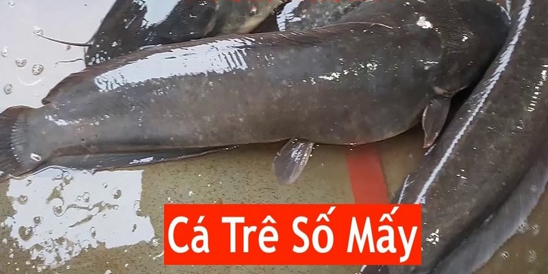 Gợi ý số tài lộc khi mơ thấy cá trê