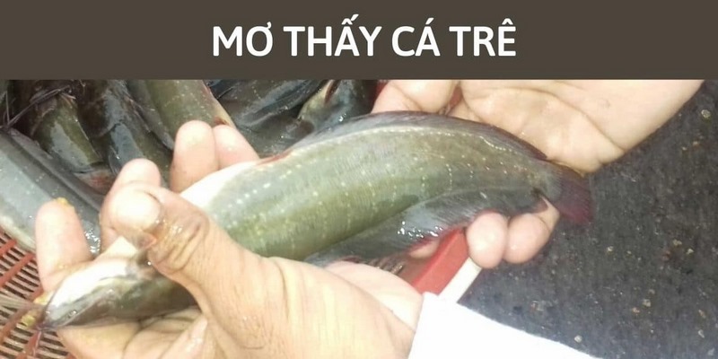 Chiêm bao cá trê bị mắc cạn