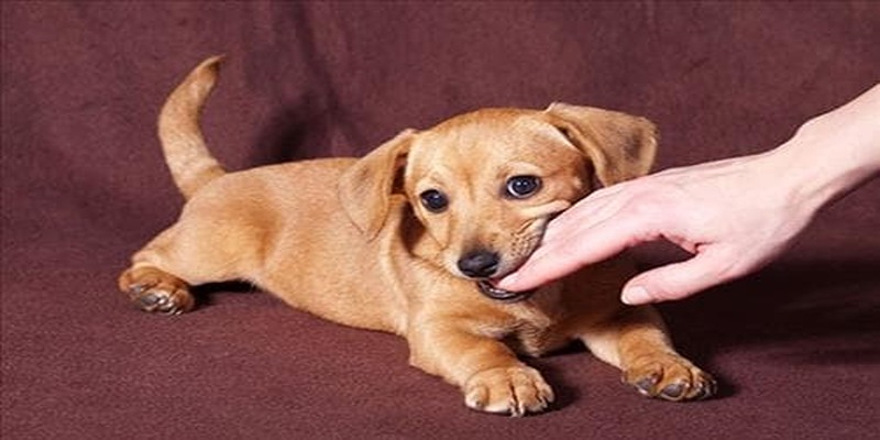 Mộng thấy bị chó cắn vào tay