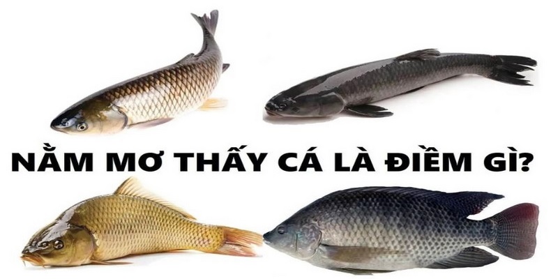 Tổng hợp giải mã giấc mơ bắt được cá